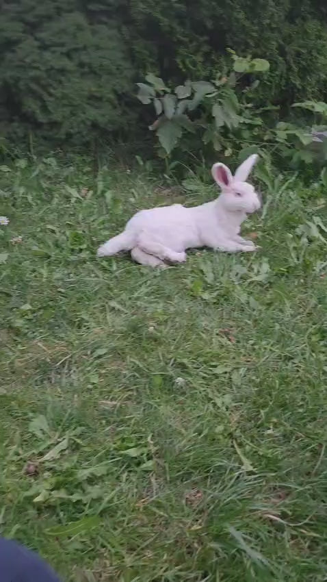 Fully posable XXL soft mount white rabbit taxidermy