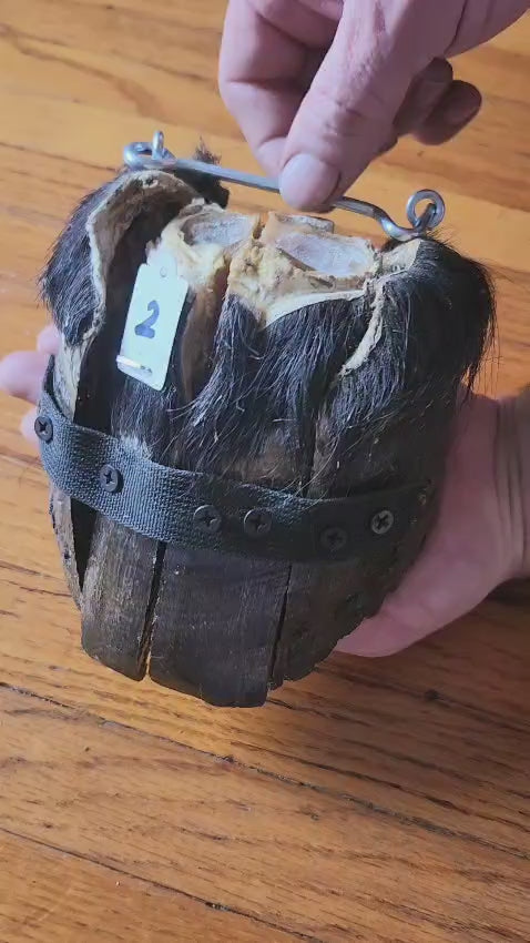 Educational horse hoof taxidermy