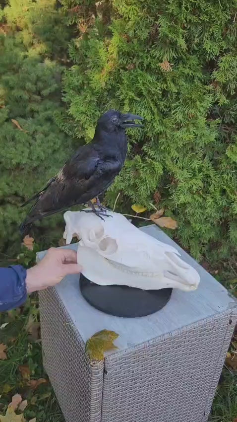 A crow taxidermy standing on a donkey skull