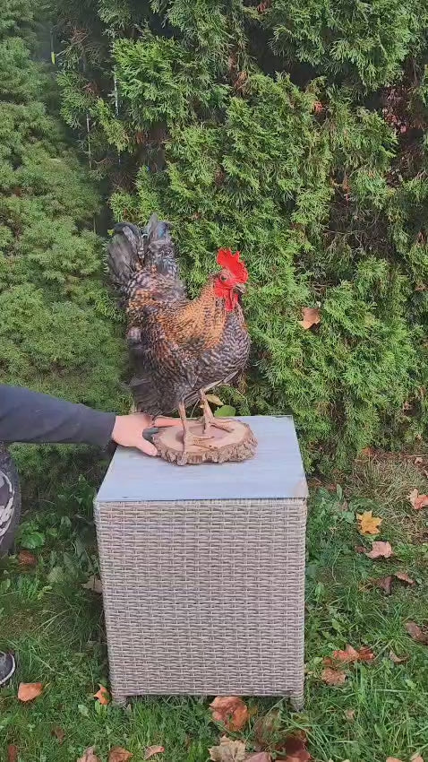 Standing rooster taxidermy, chicken taxidermy