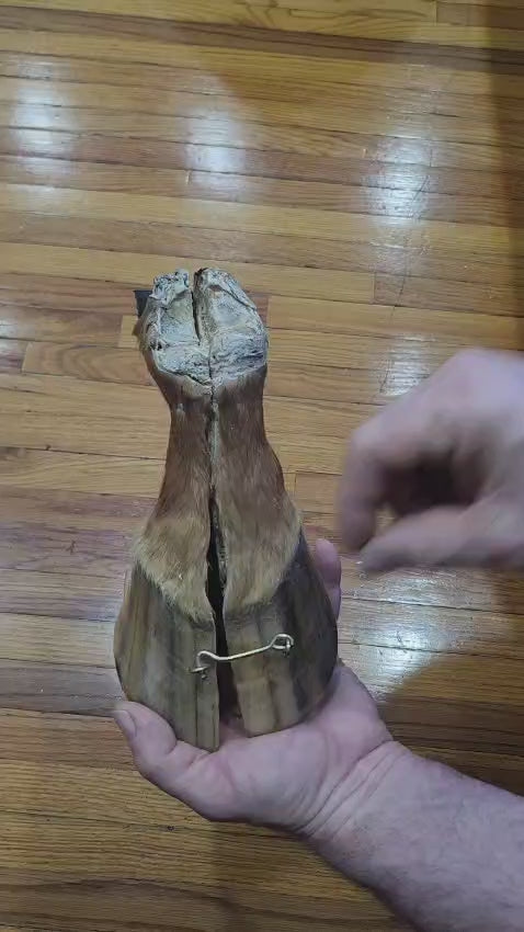 Educational horse hoof taxidermy