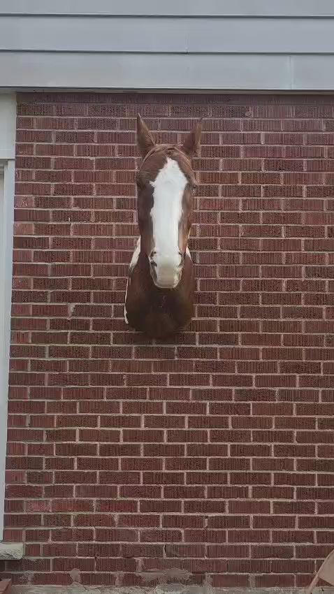 Shoulder mount brown and white horse taxidermy