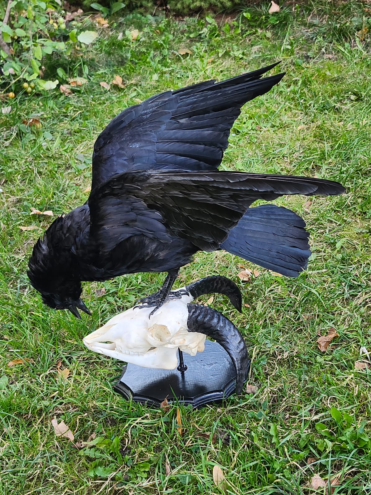 Carrion crow taxidermy standing on a ram skull