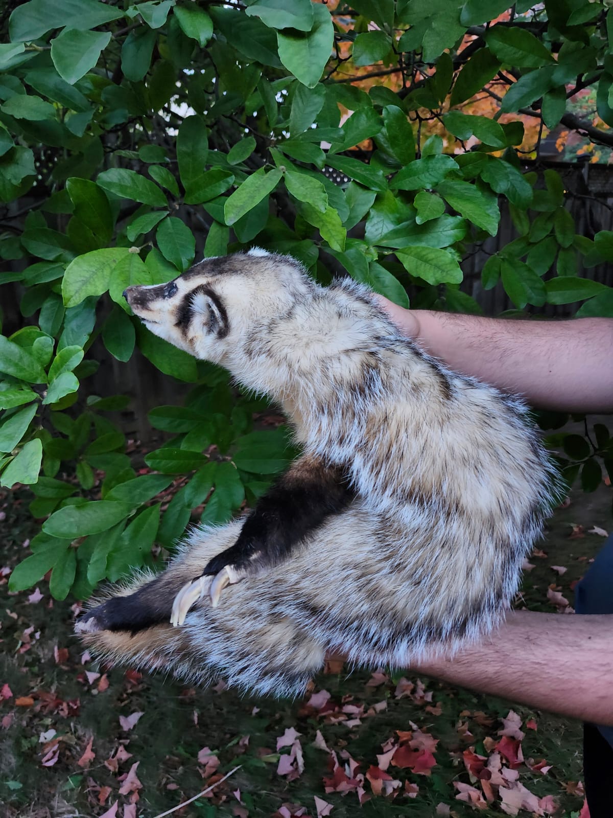 Floppy soft mount badger taxidermy