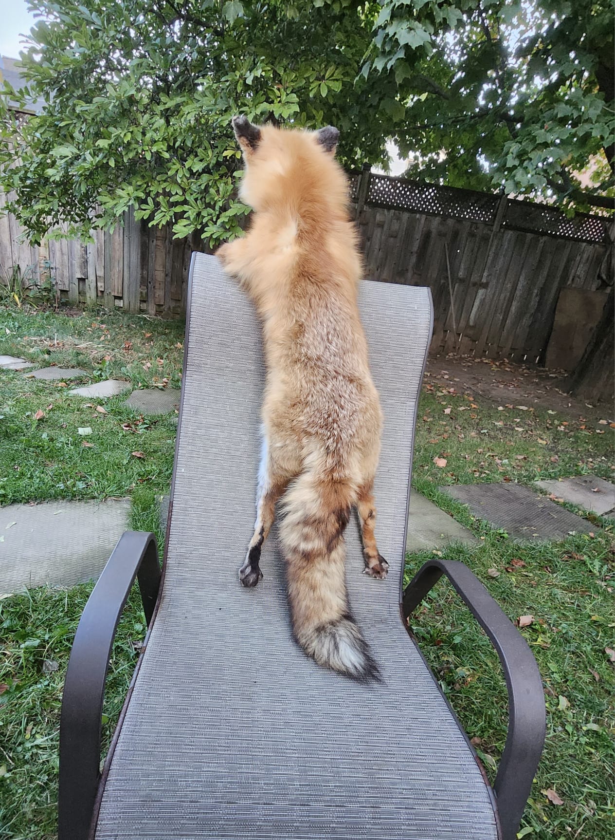 Floppy soft mount red fox taxidermy