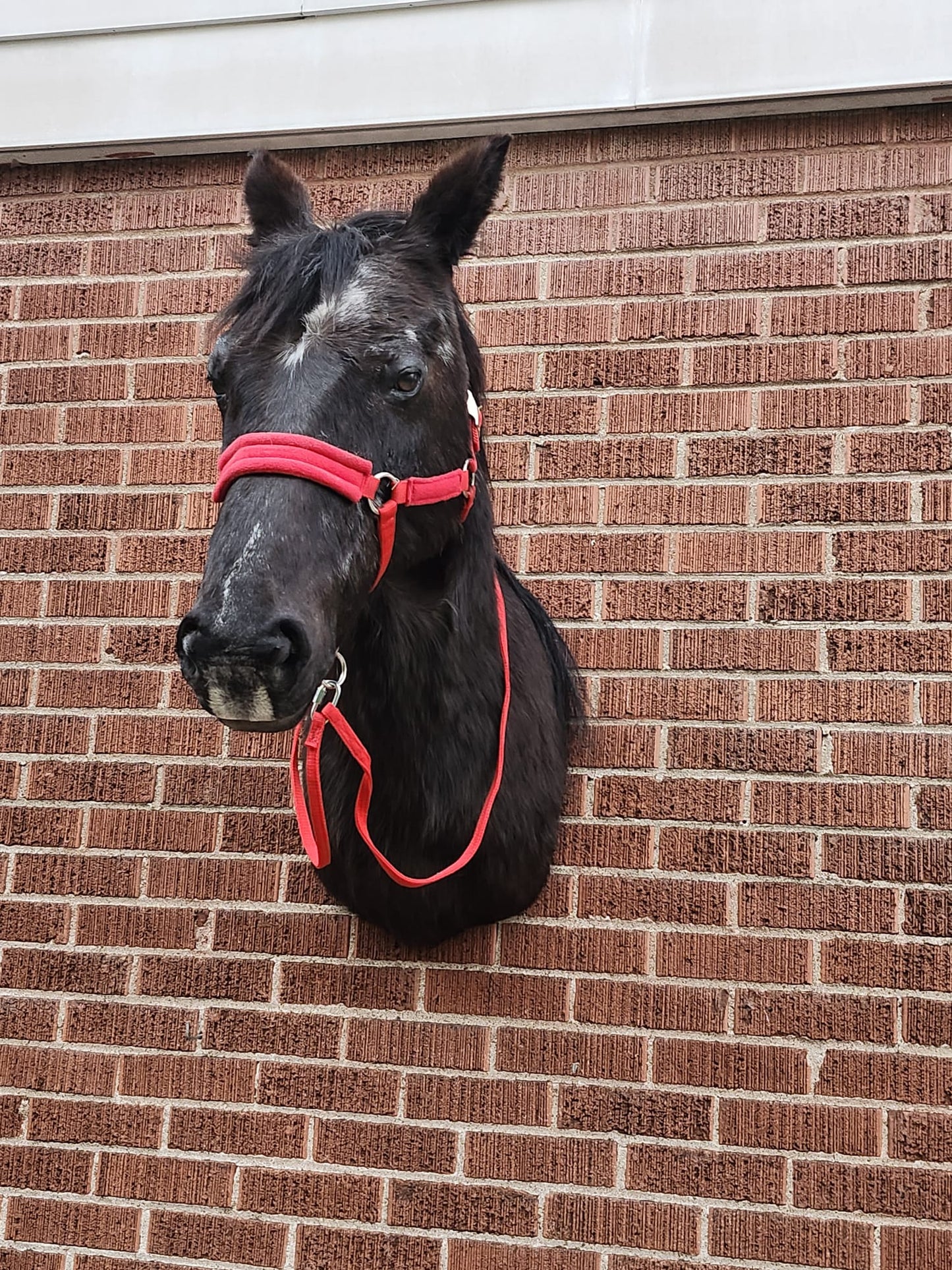 Shoulder mount horse taxidermy