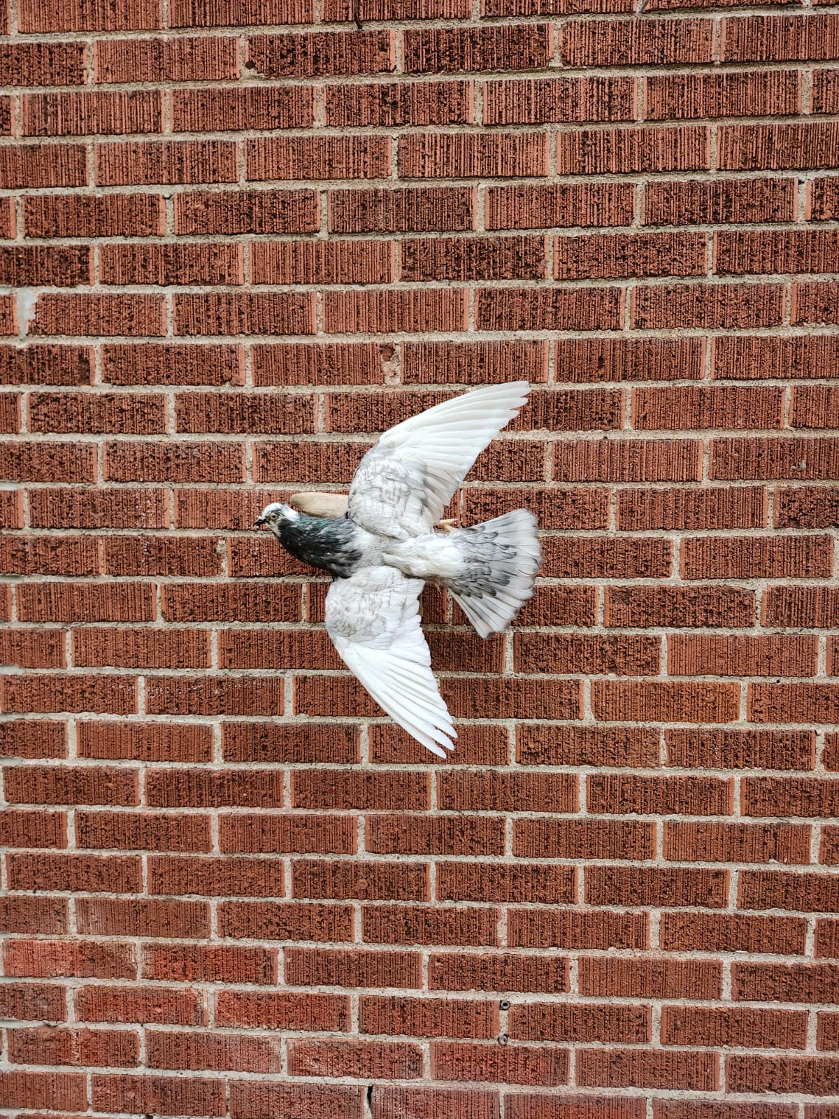 Flying wall mounted pigeon taxidermy
