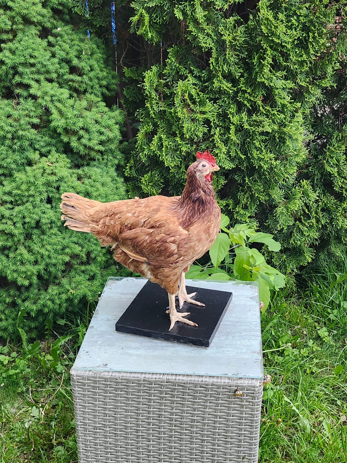 Standing rooster taxidermy, chicken taxidermy