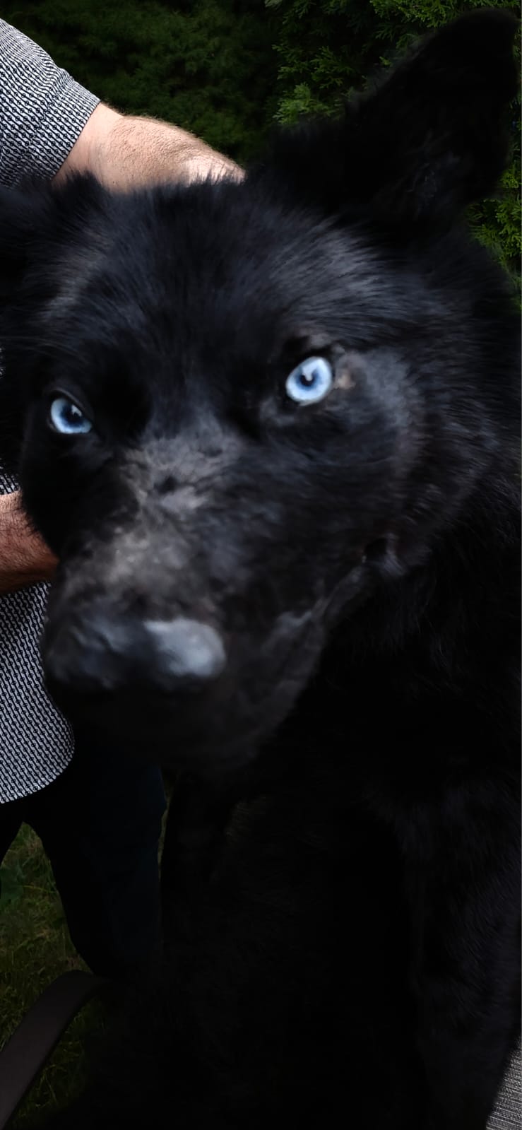 Floppy soft mount black wolf taxidermy