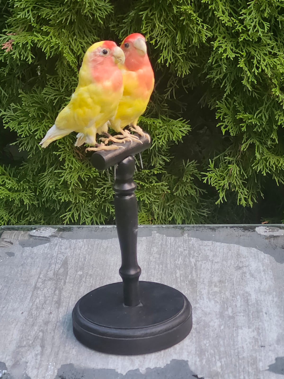 A pair of rosy faced lovebirds taxidermy