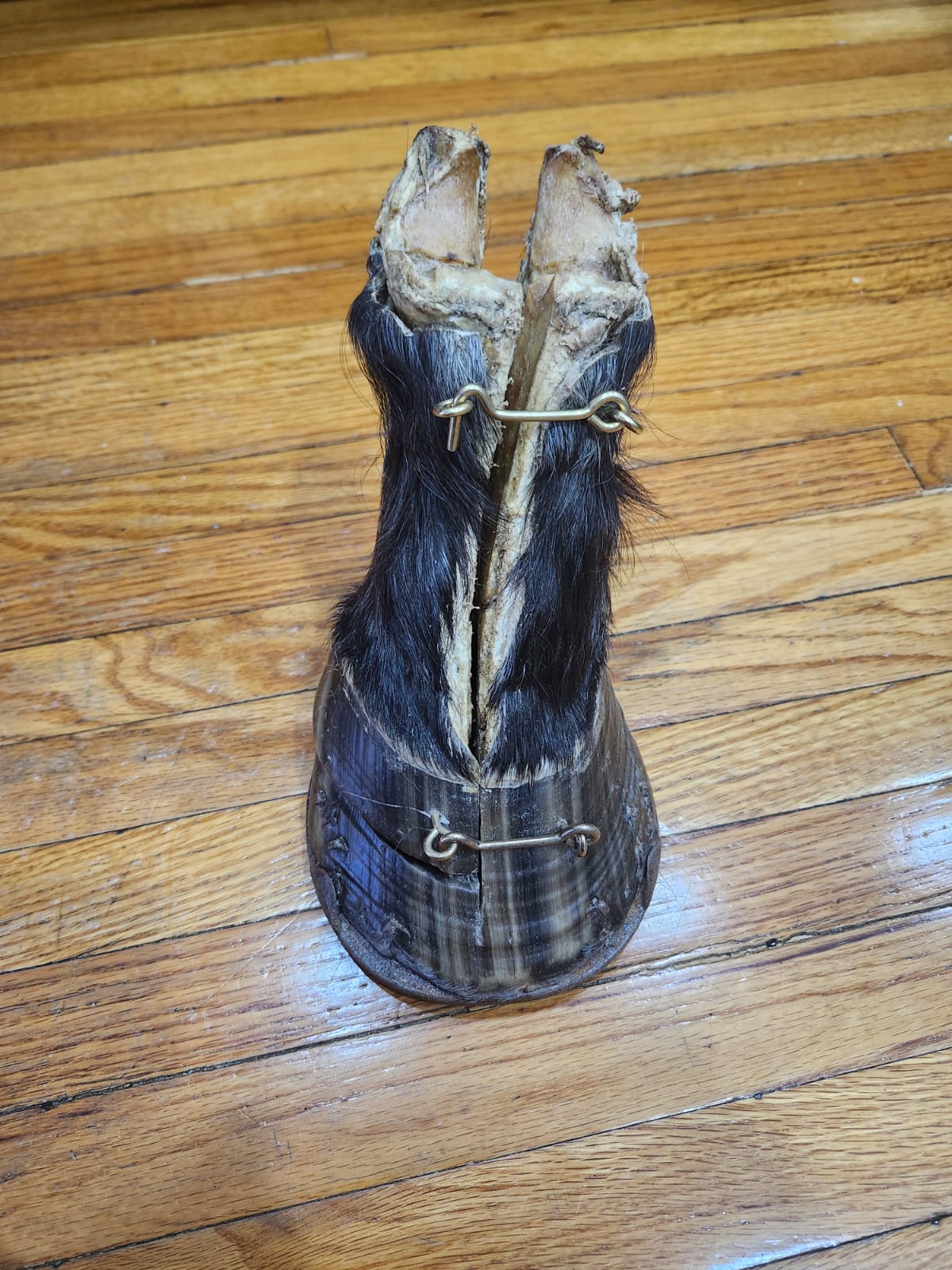 Black educational horse hoof taxidermy