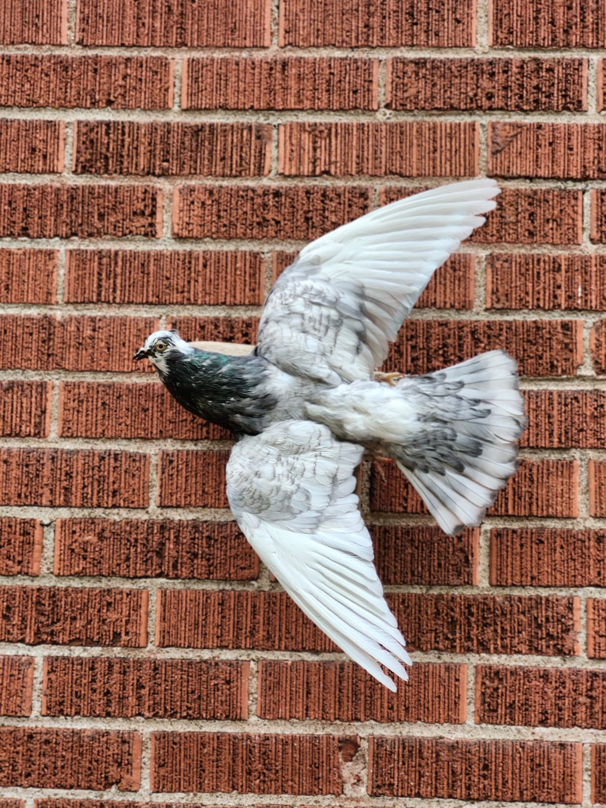 Flying wall mounted pigeon taxidermy