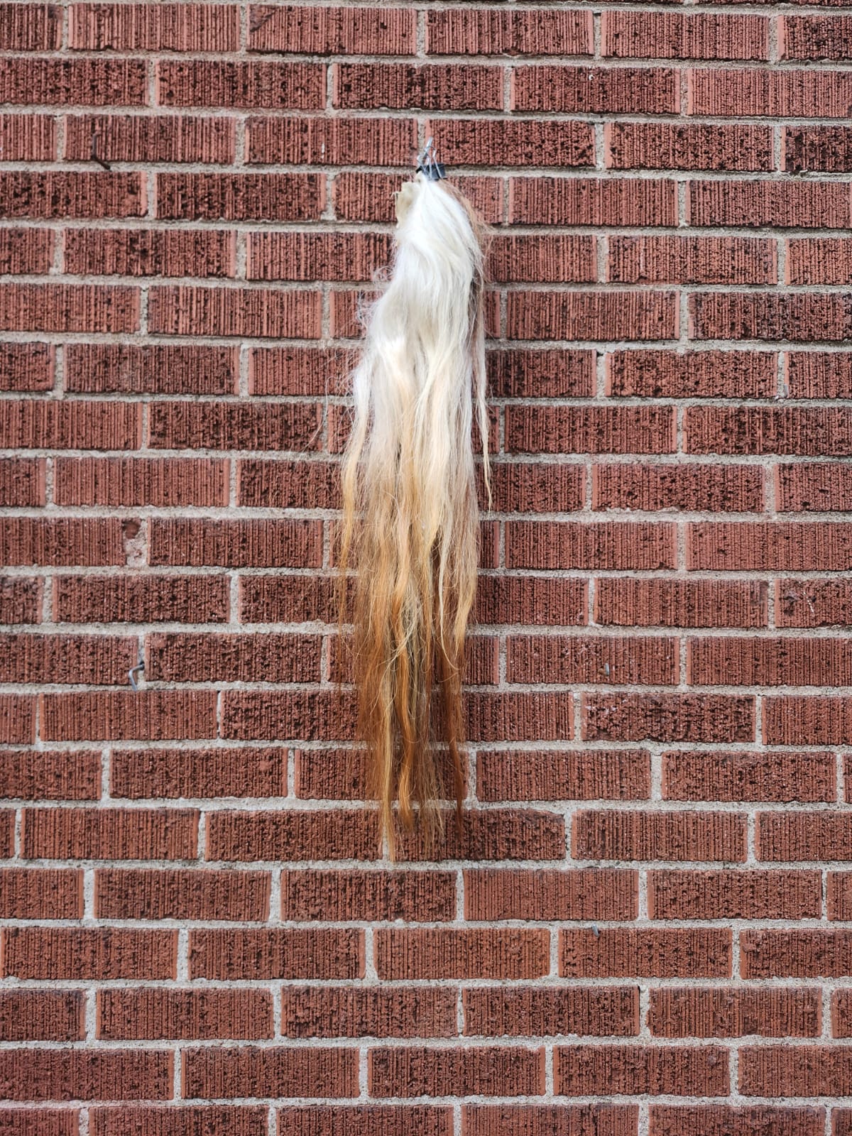 Pony horse tail taxidermy
