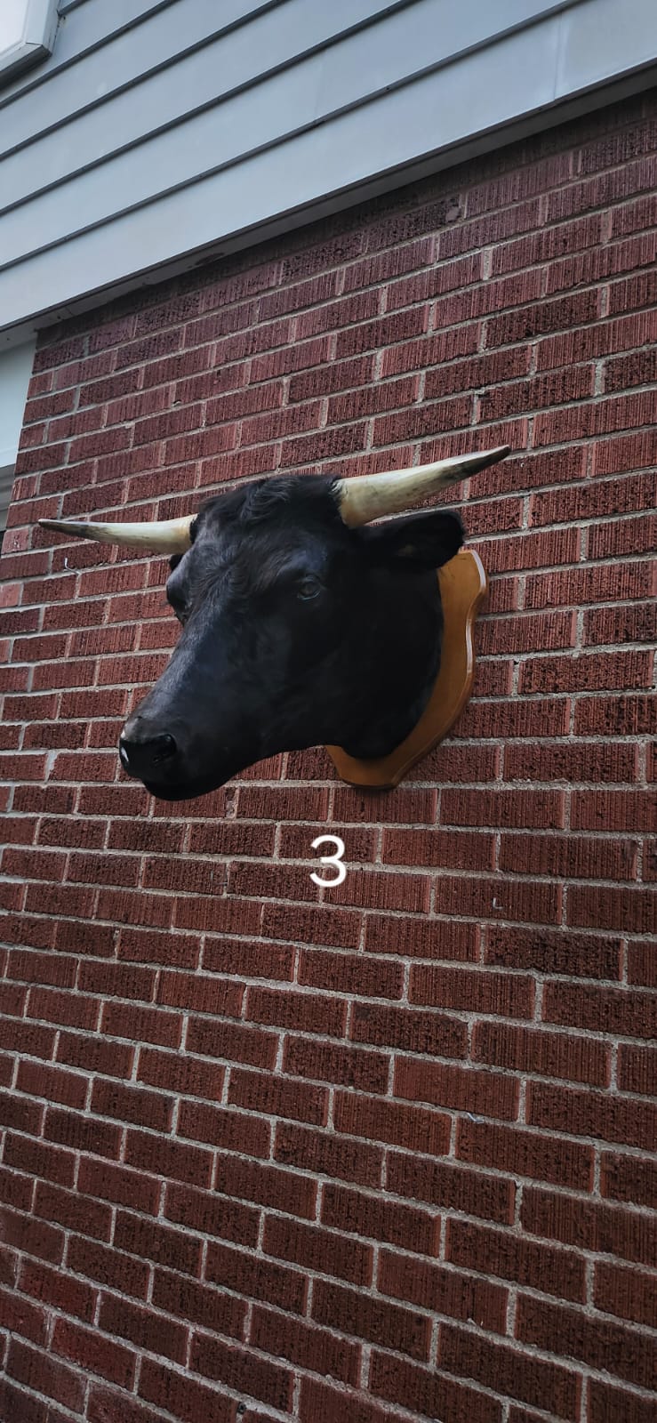 Black wall mount cow taxidermy