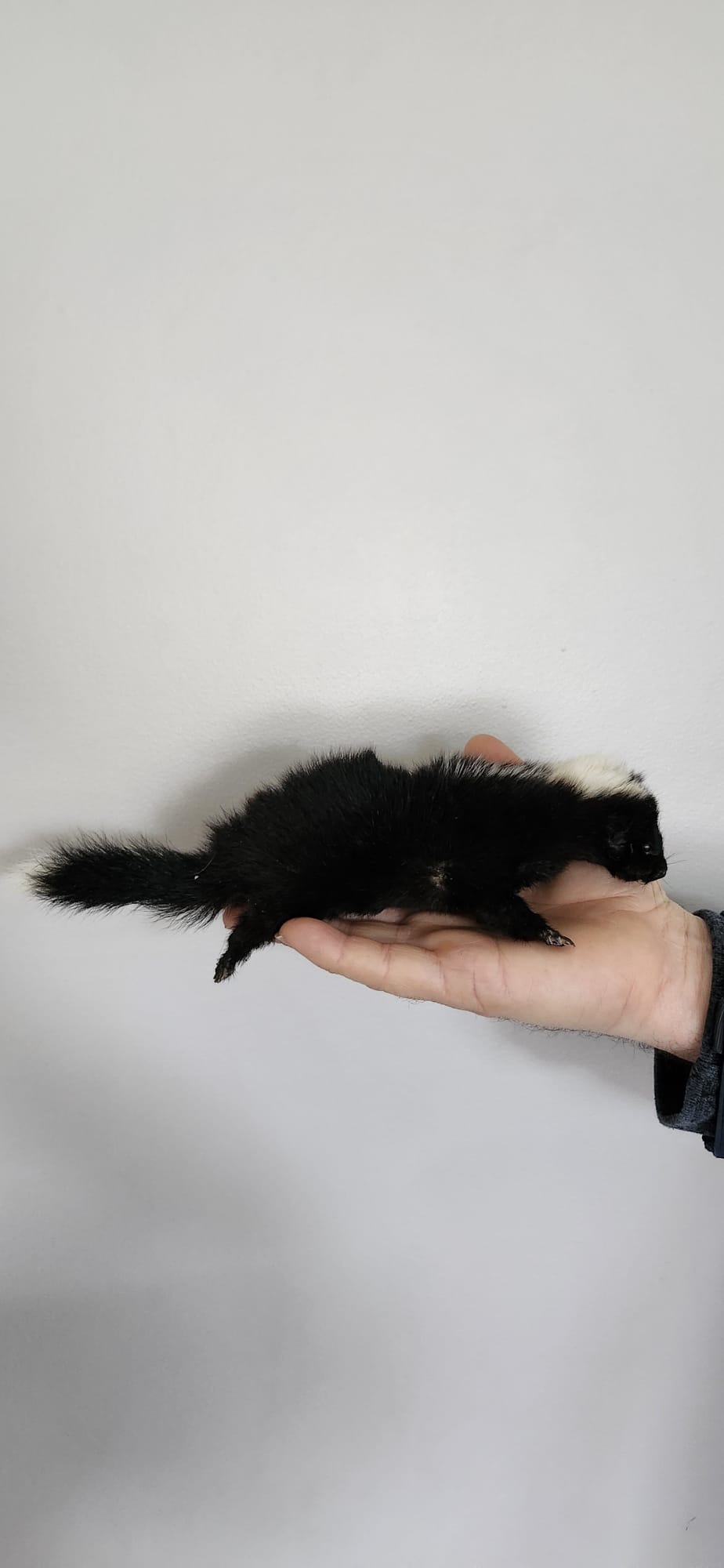 Floppy soft mount baby skunk taxidermy