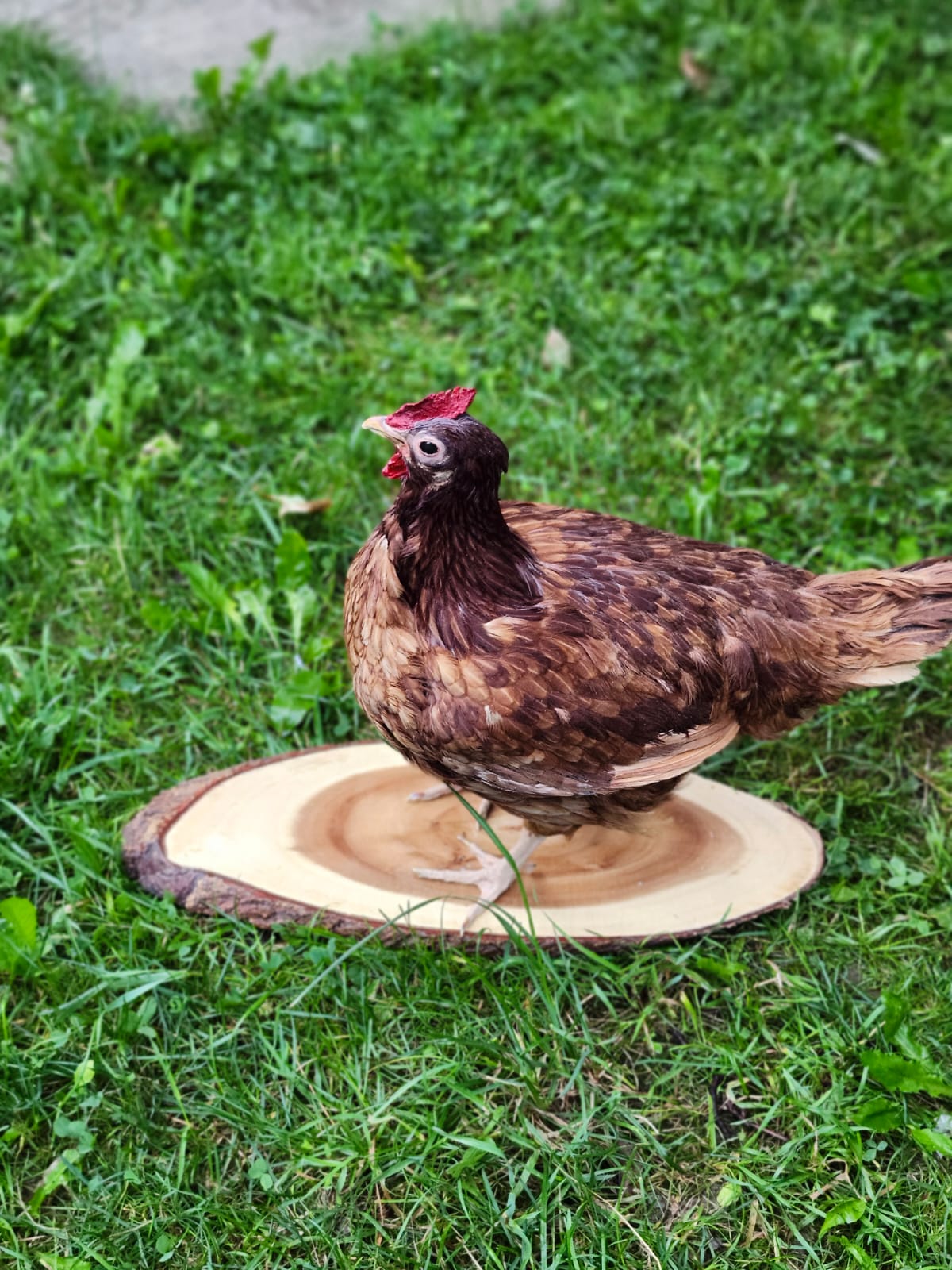 Chicken, rooster, hen taxidermy
