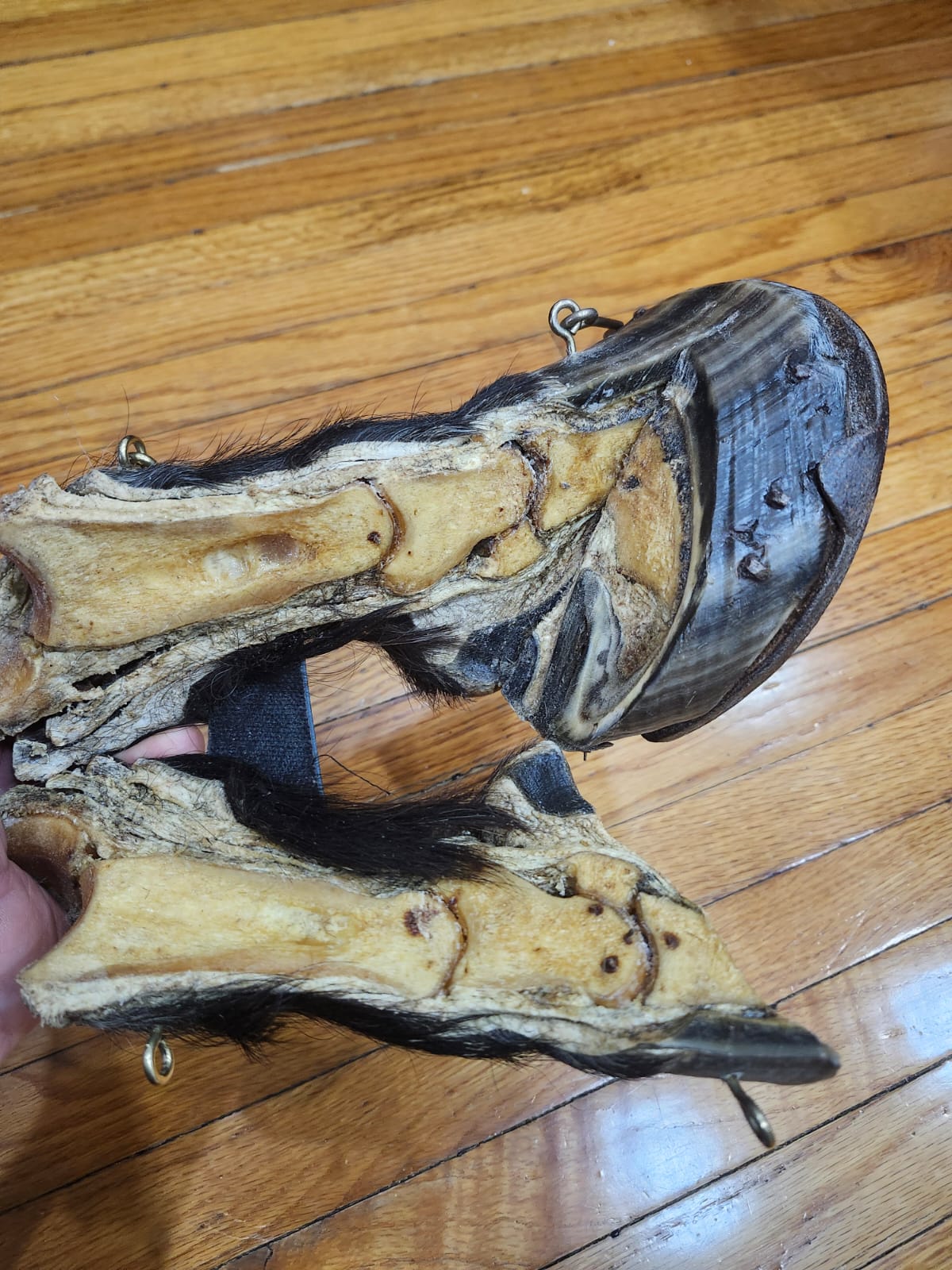 Black educational horse hoof taxidermy