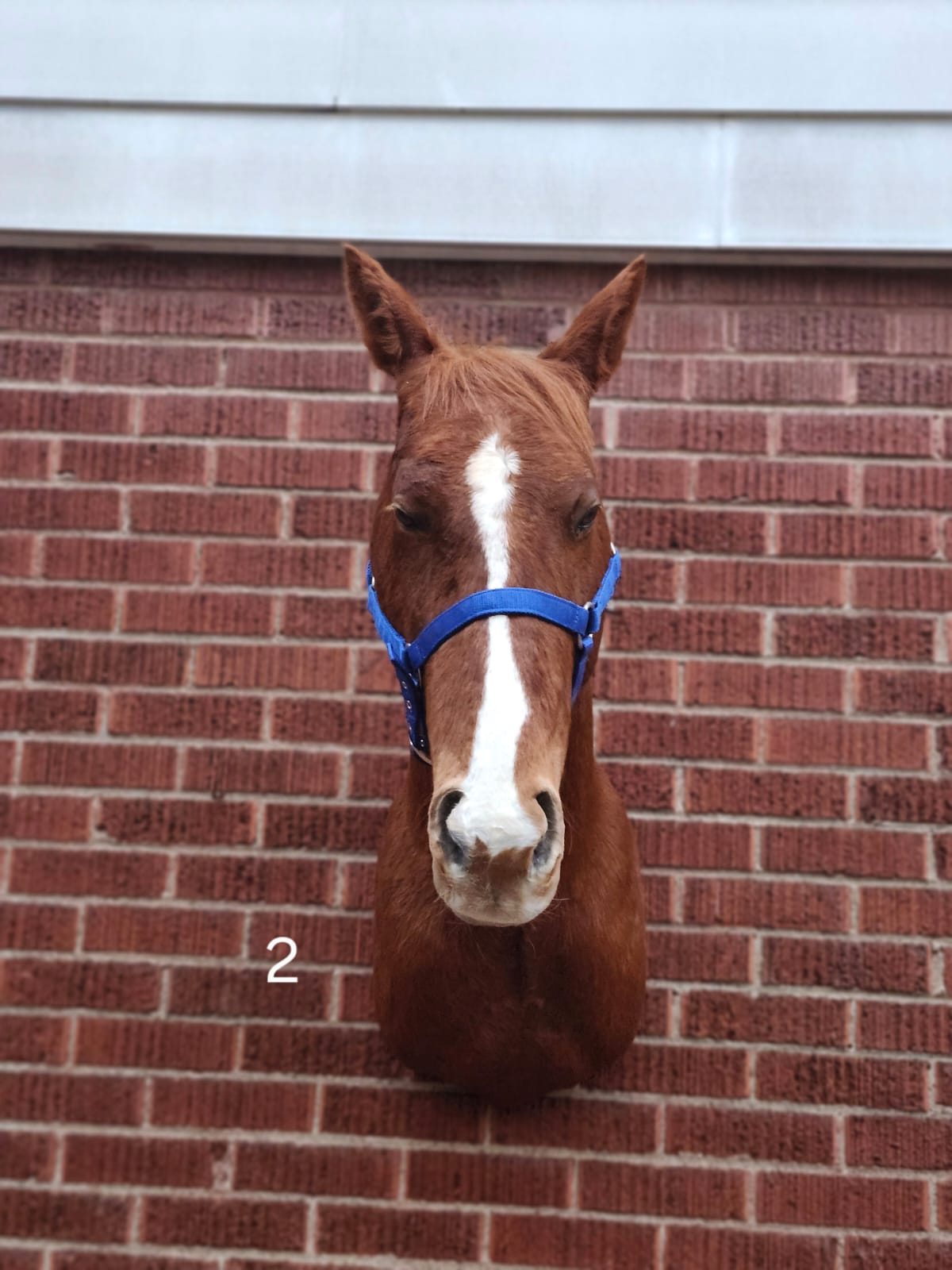Shoulder mount horse taxidermy