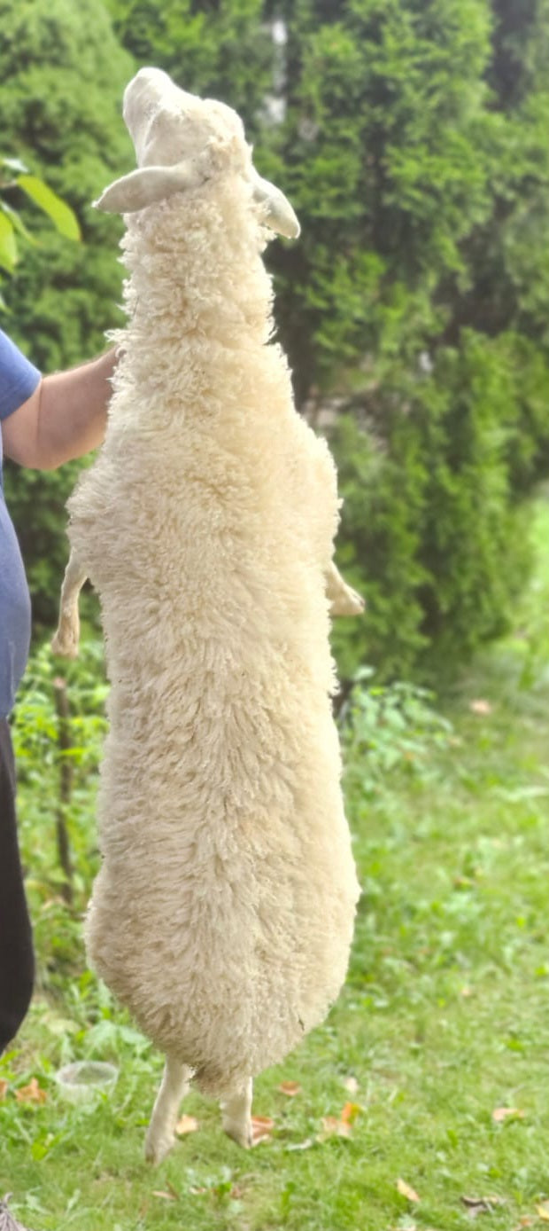 Soft mount white sheep taxidermy
