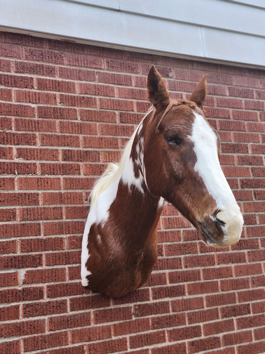 Shoulder mount brown and white horse taxidermy
