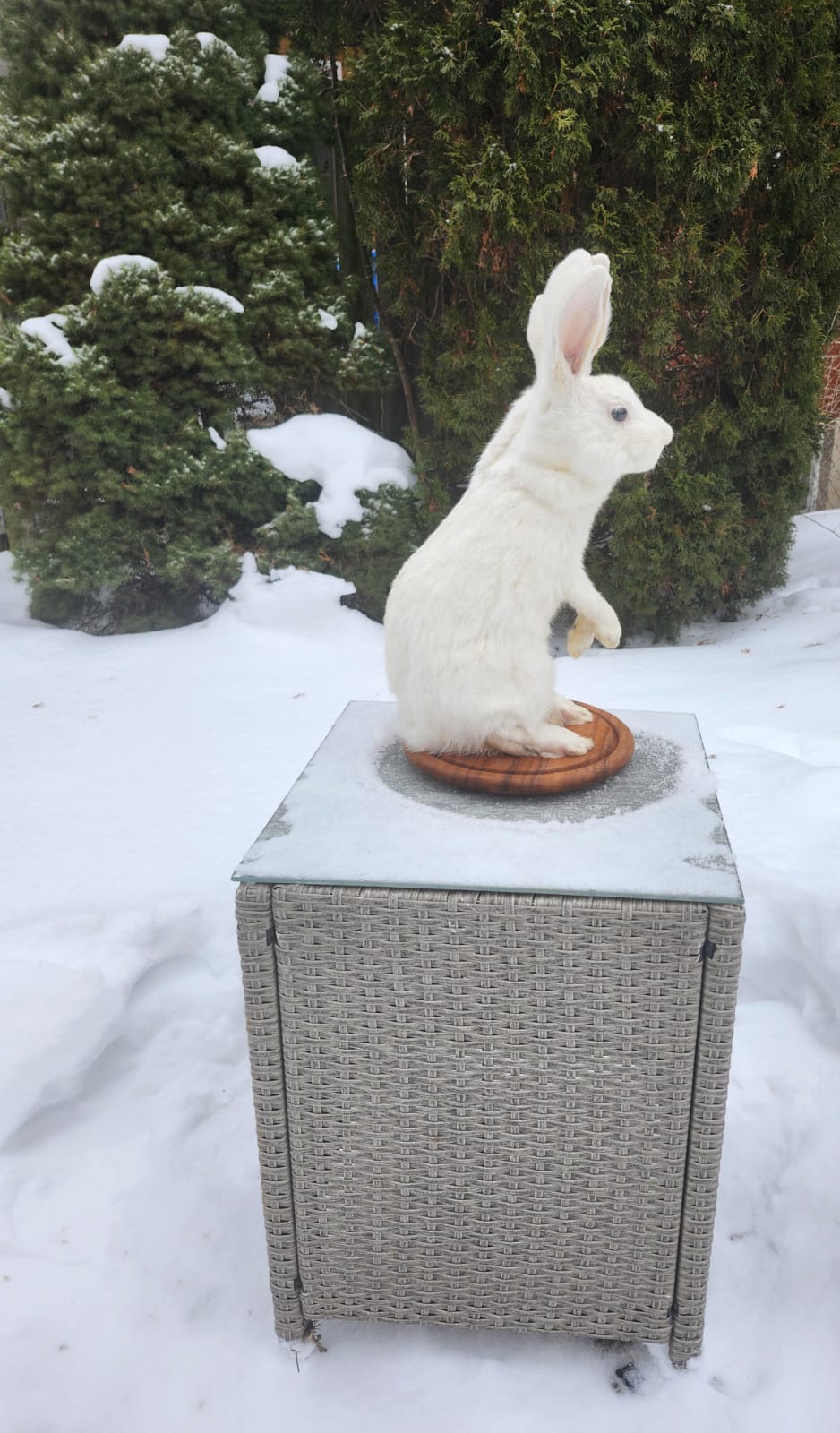Two headed standing white rabbit taxidermy mythical bunny