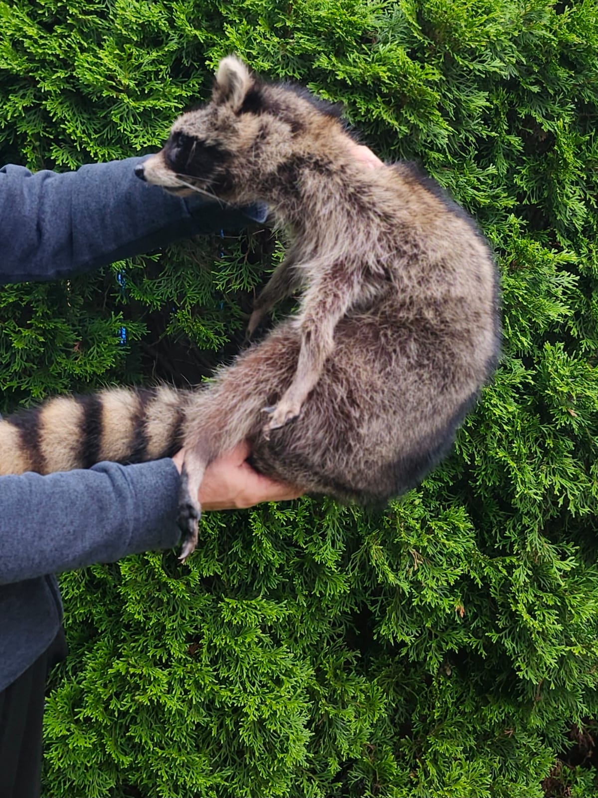 Soft mount large raccoon taxidermy