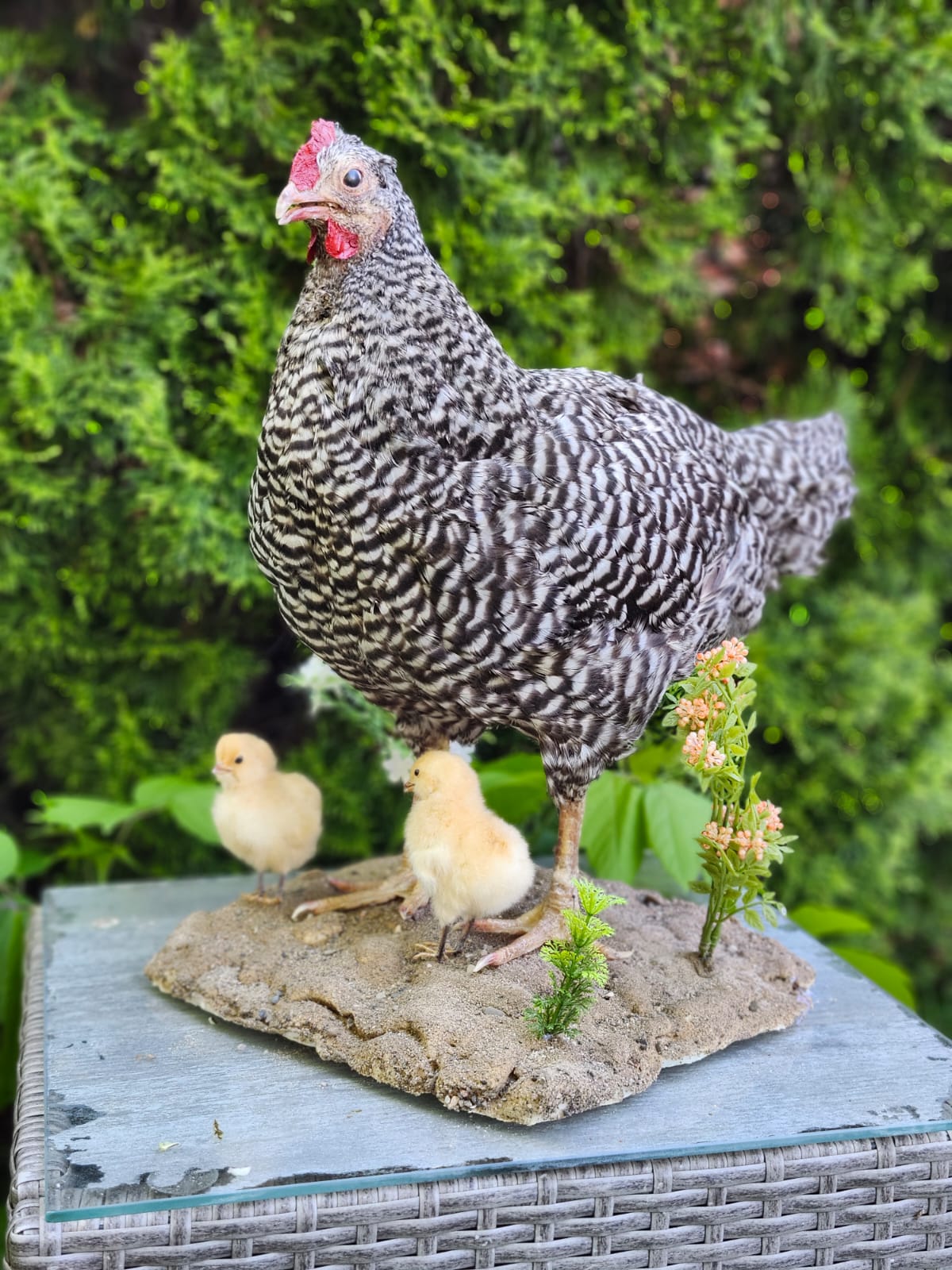 Standing chicken taxidermy with two chicks, rooster, hen