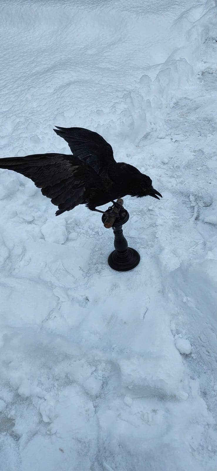 Standing carrion crow taxidermy