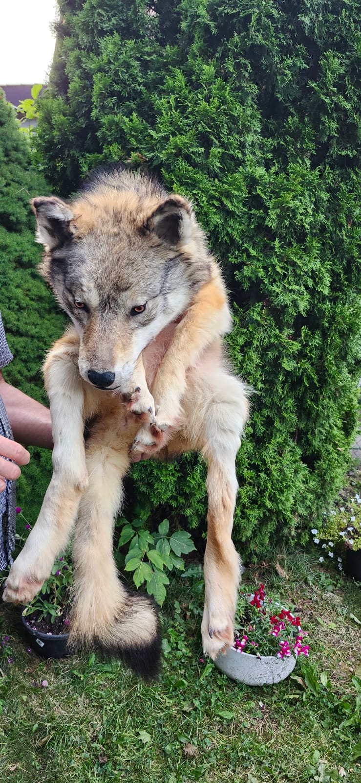 Floppy soft mount wolf taxidermy