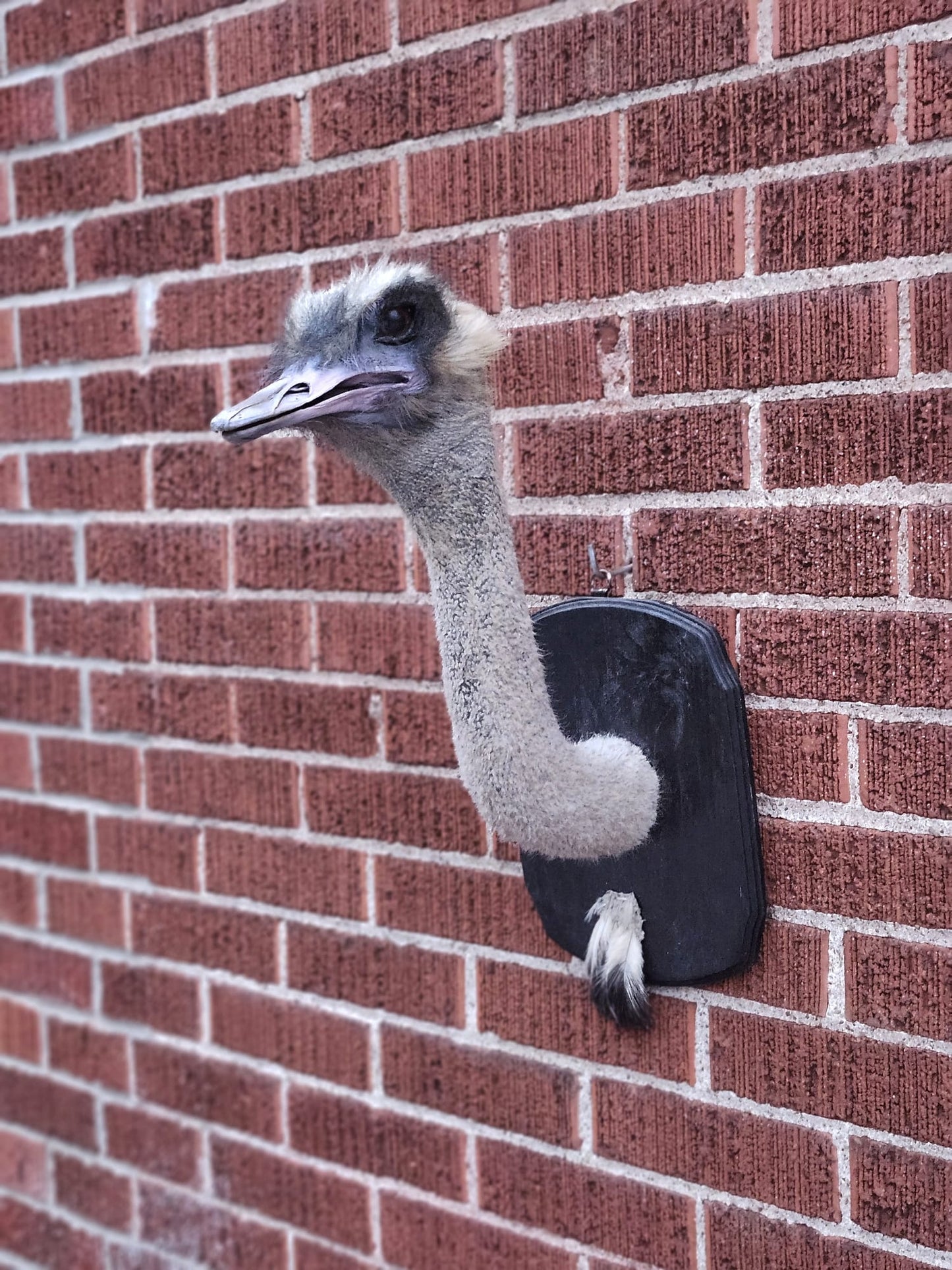 Wall mounted ostrich taxidermy