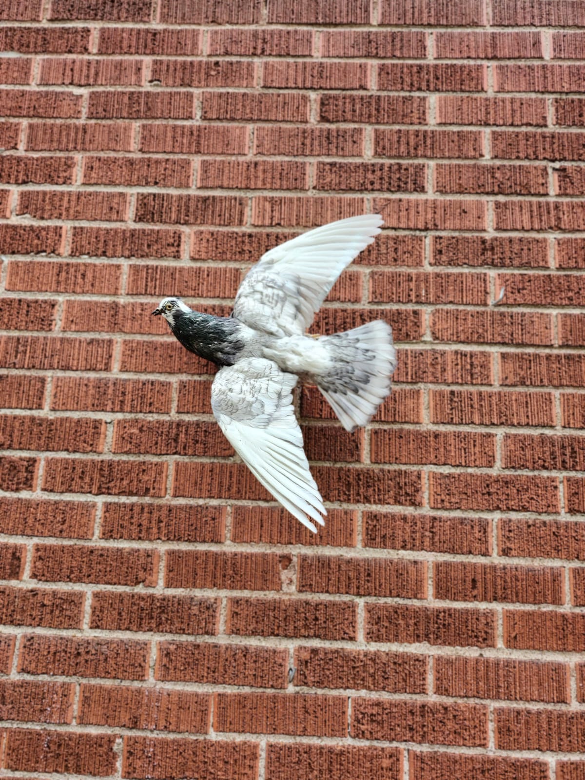 Flying wall mounted pigeon taxidermy