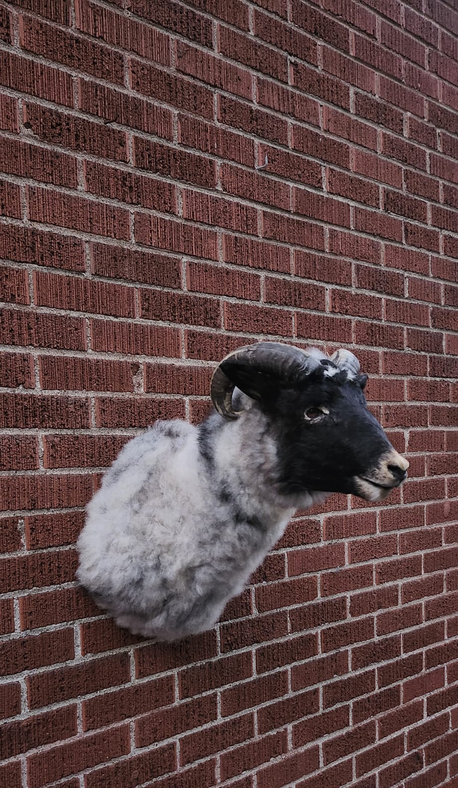 Shoulder mount sheep/ ram taxidermy