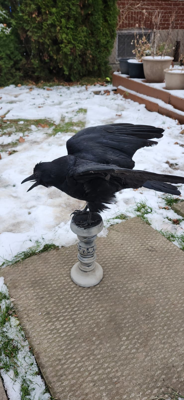 Carrion crow taxidermy