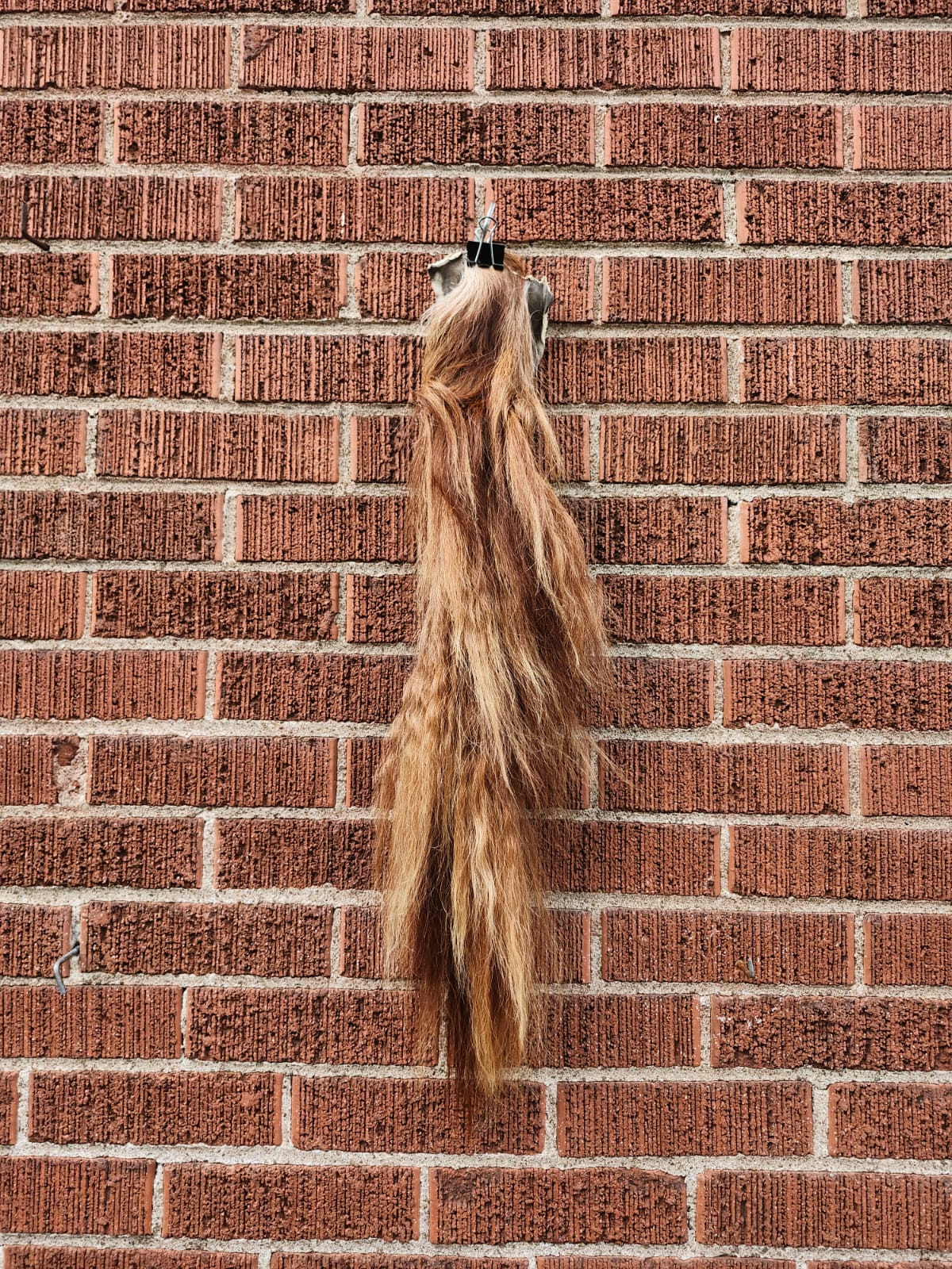Pony horse tail taxidermy
