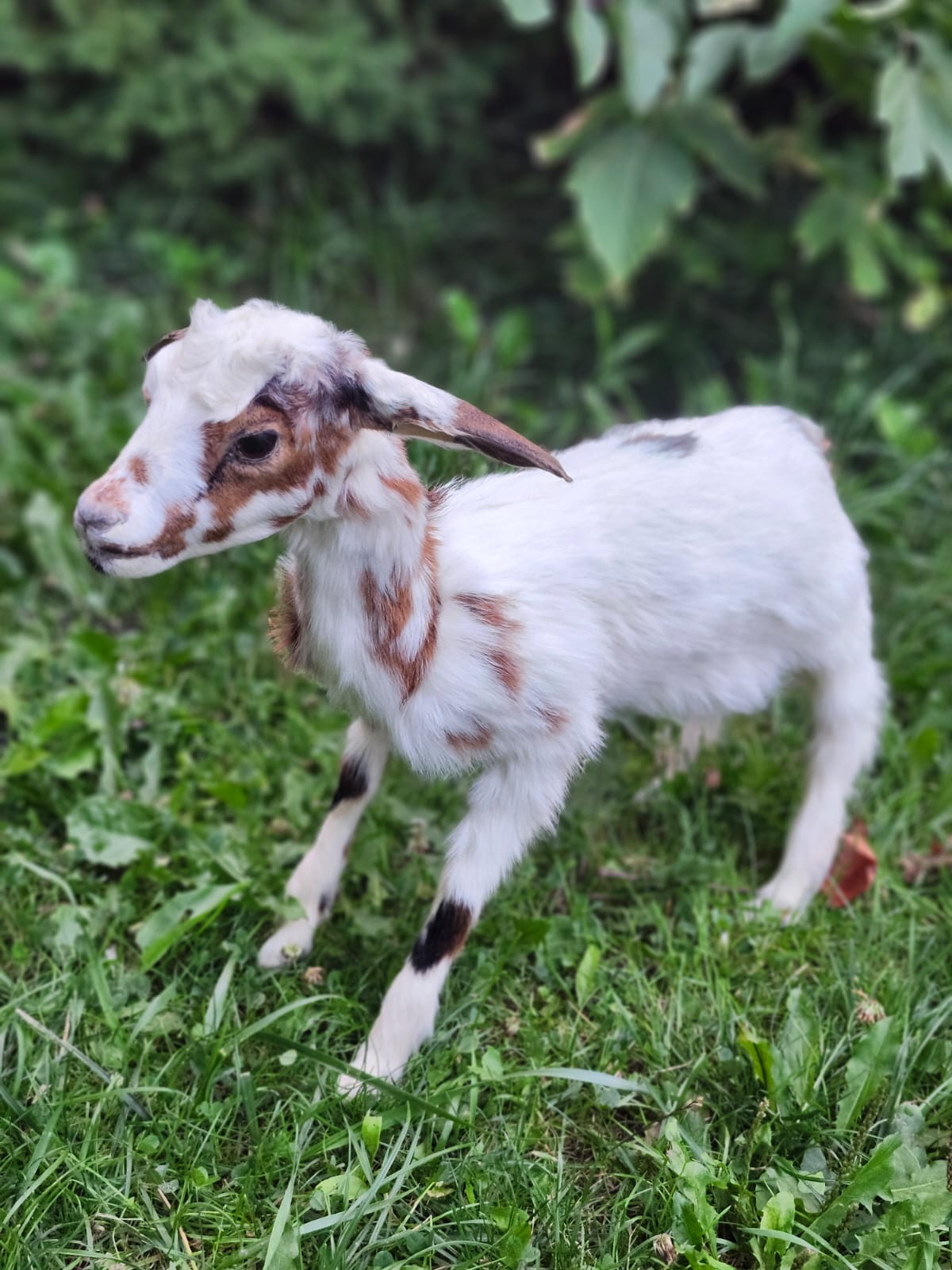 Fully posable soft mount baby goat taxidermy