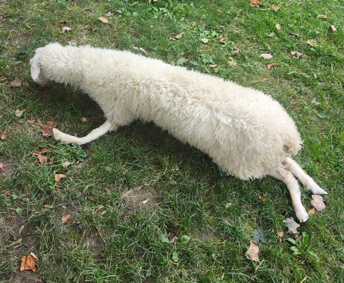 Soft mount white sheep taxidermy