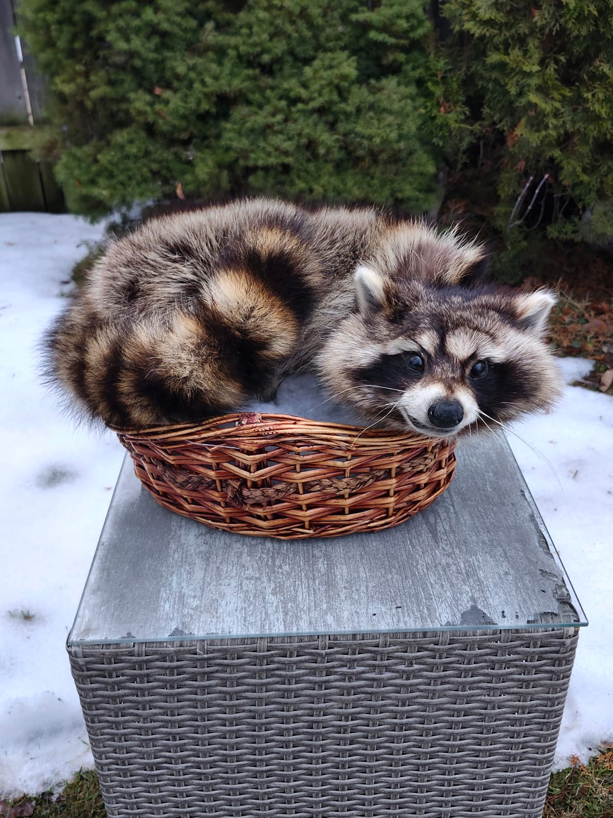 Raccoon taxidermy sitting in a basket