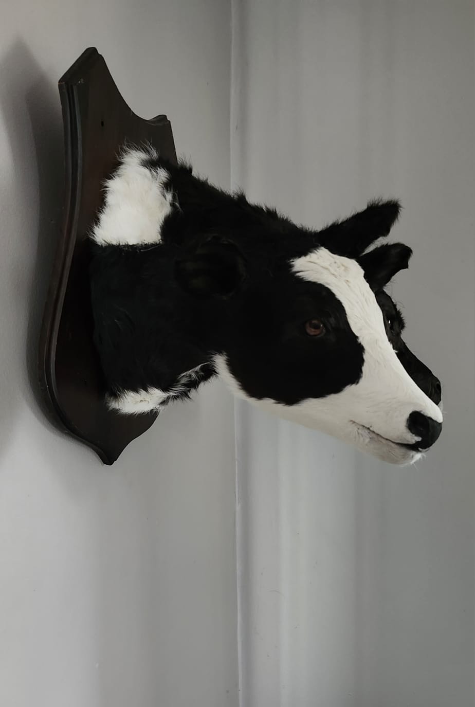 Two headed black and white shoulder mount calf taxidermy