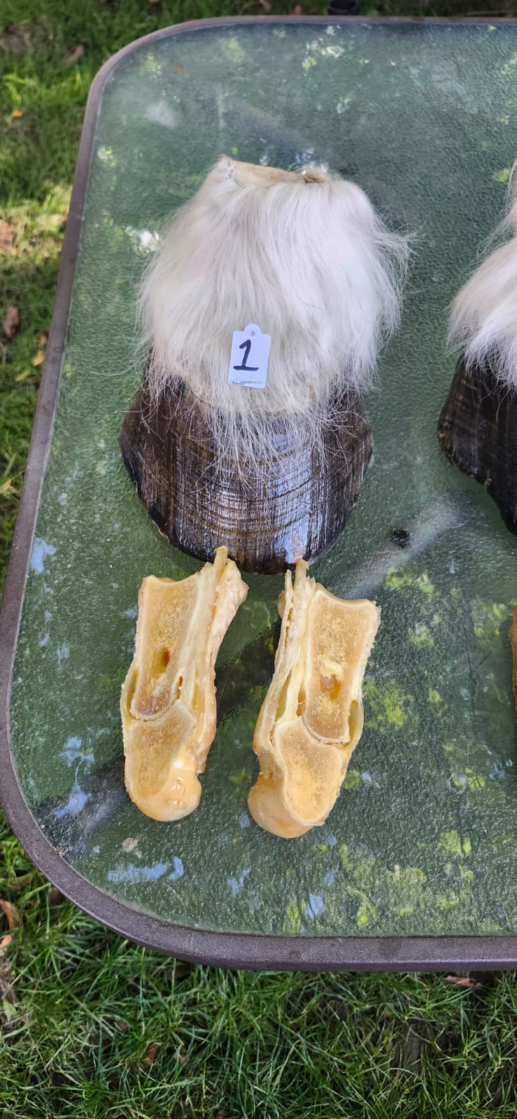 Horse hoof taxidermy, educational piece