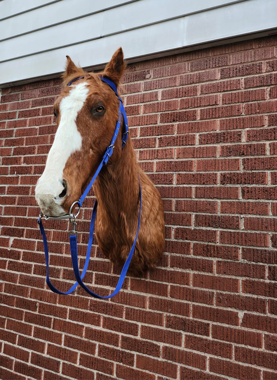 Shoulder mount horse taxidermy