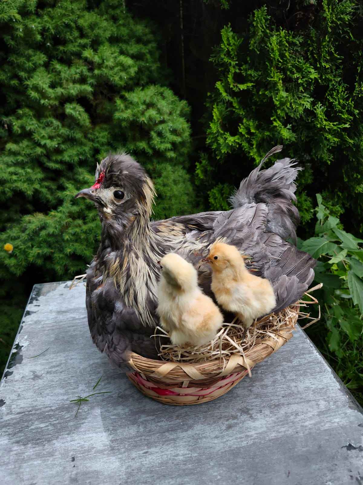 Chicken, rooster, hen taxidermy siting on a nest with two chicks