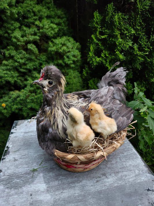 Chicken, rooster, hen taxidermy siting on a nest with two chicks