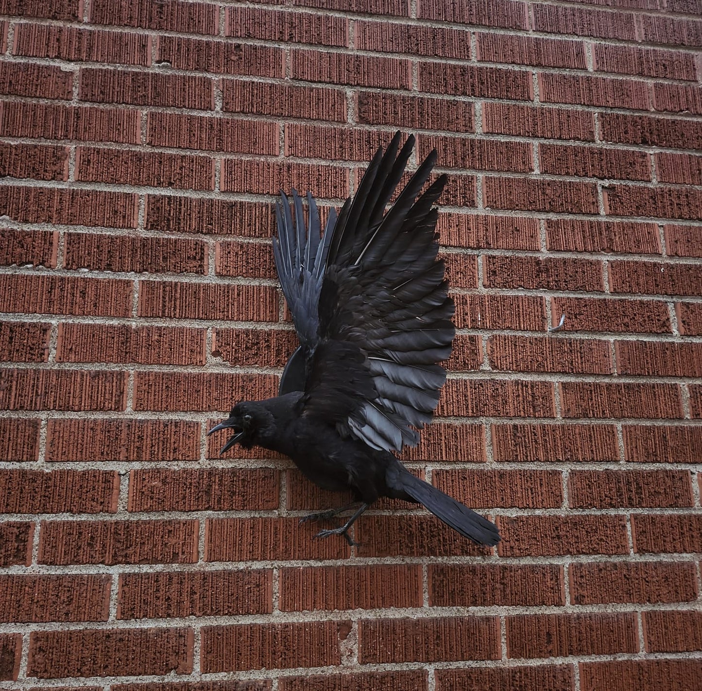 Flying wall mounted carrion crow taxidermy