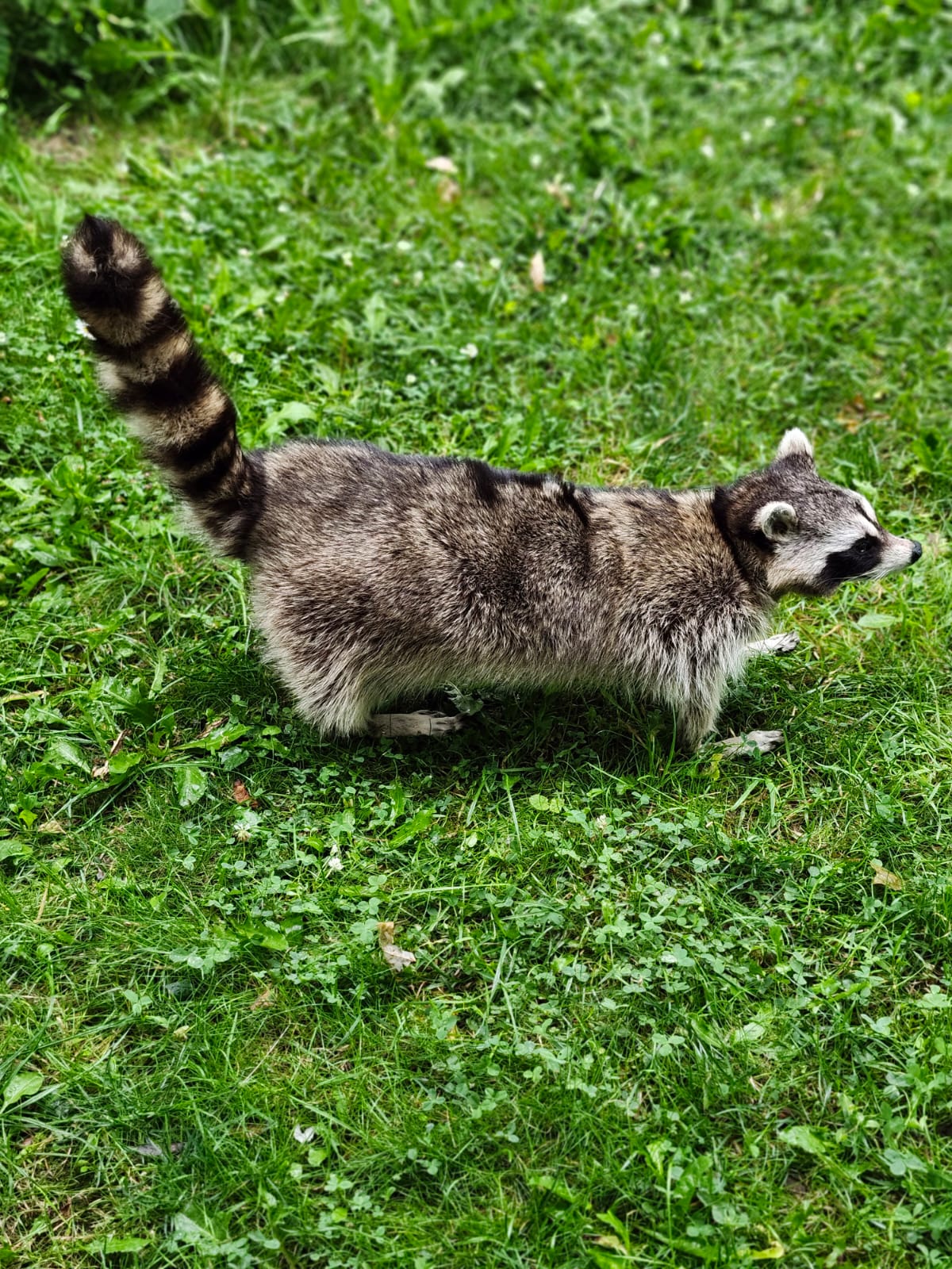 Fully Posable large soft mount raccoon taxidermy