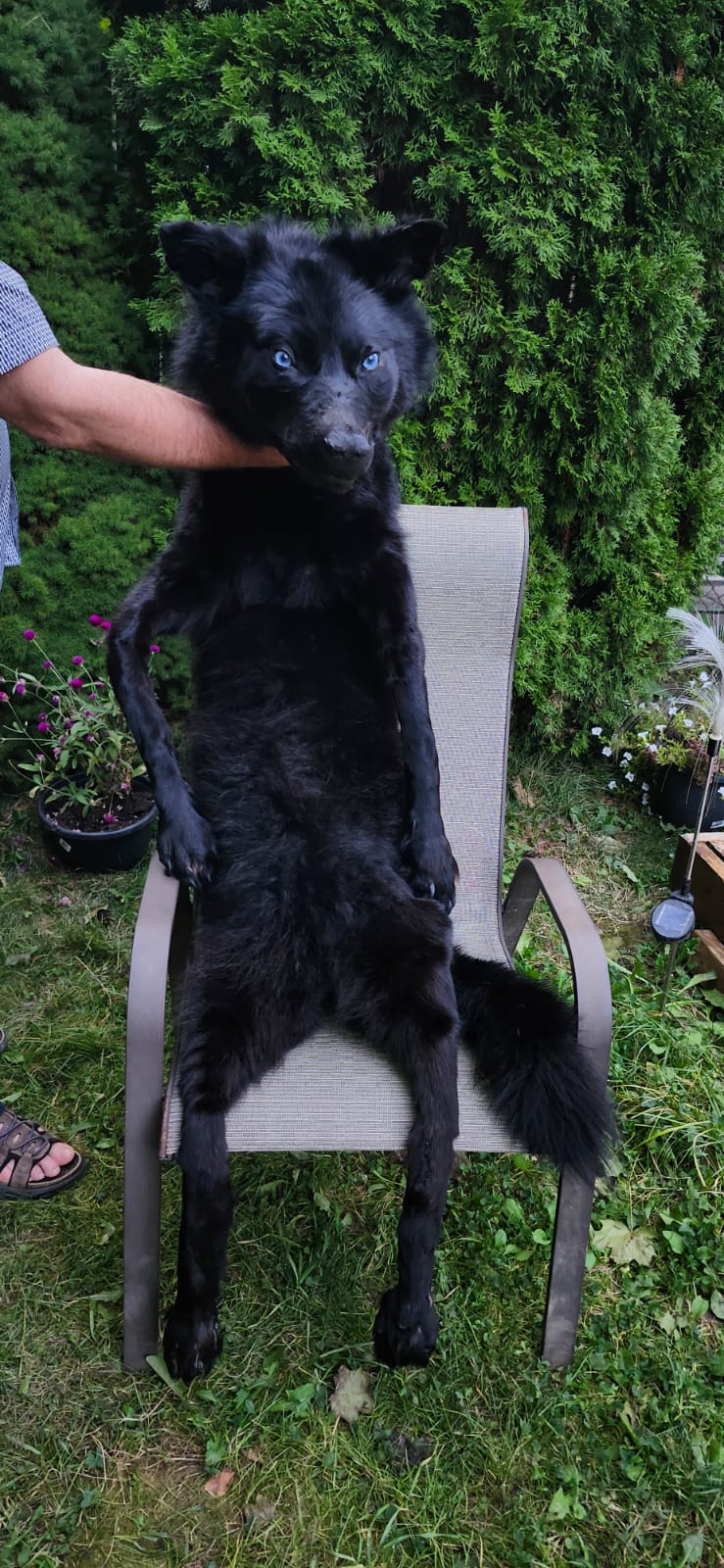 Floppy soft mount black wolf taxidermy