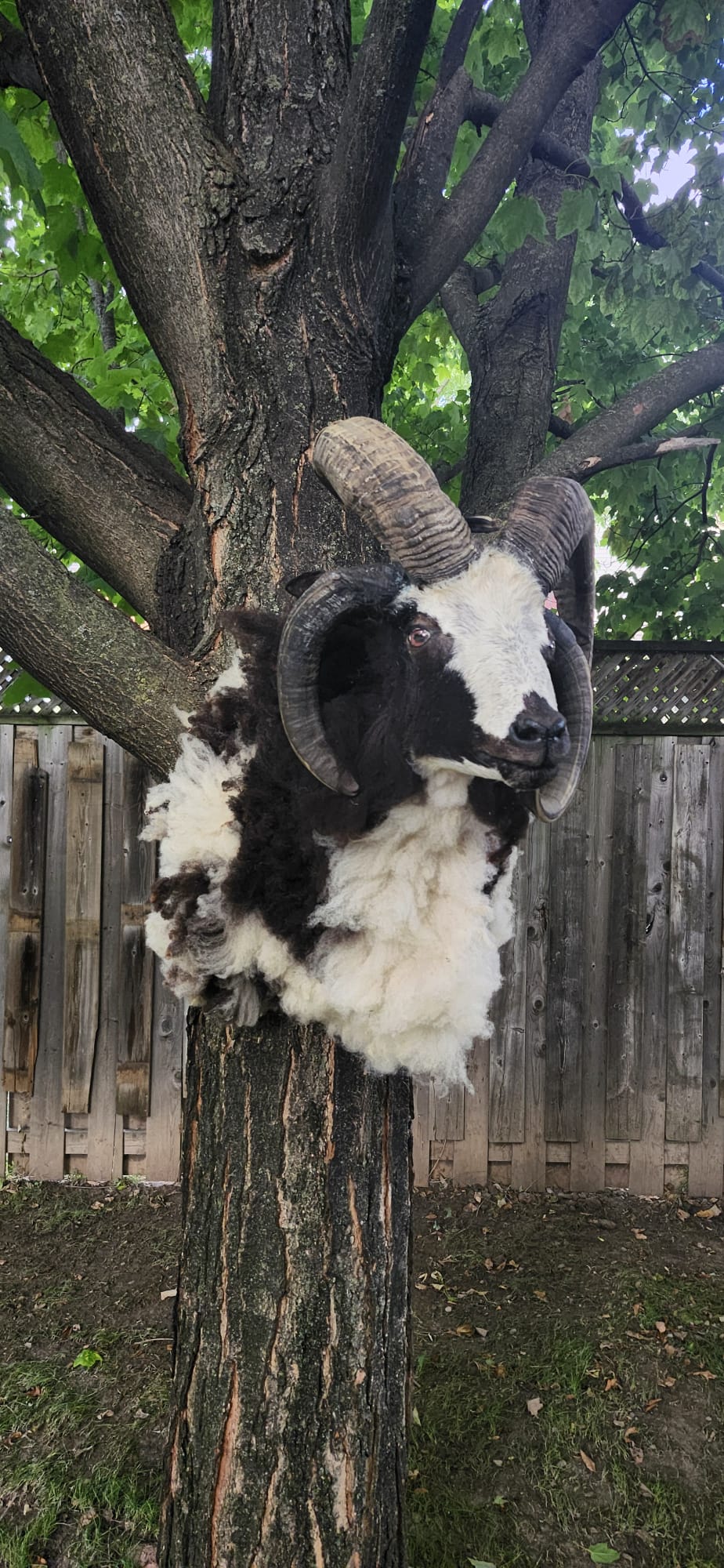 Huge shoulder mount five horned black and white jacob sheep taxidermy
