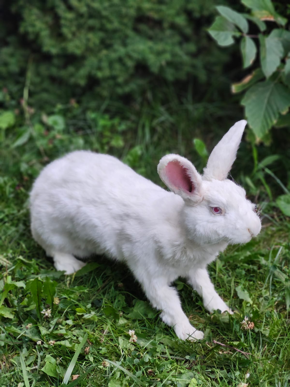 Fully posable XXL soft mount white rabbit taxidermy