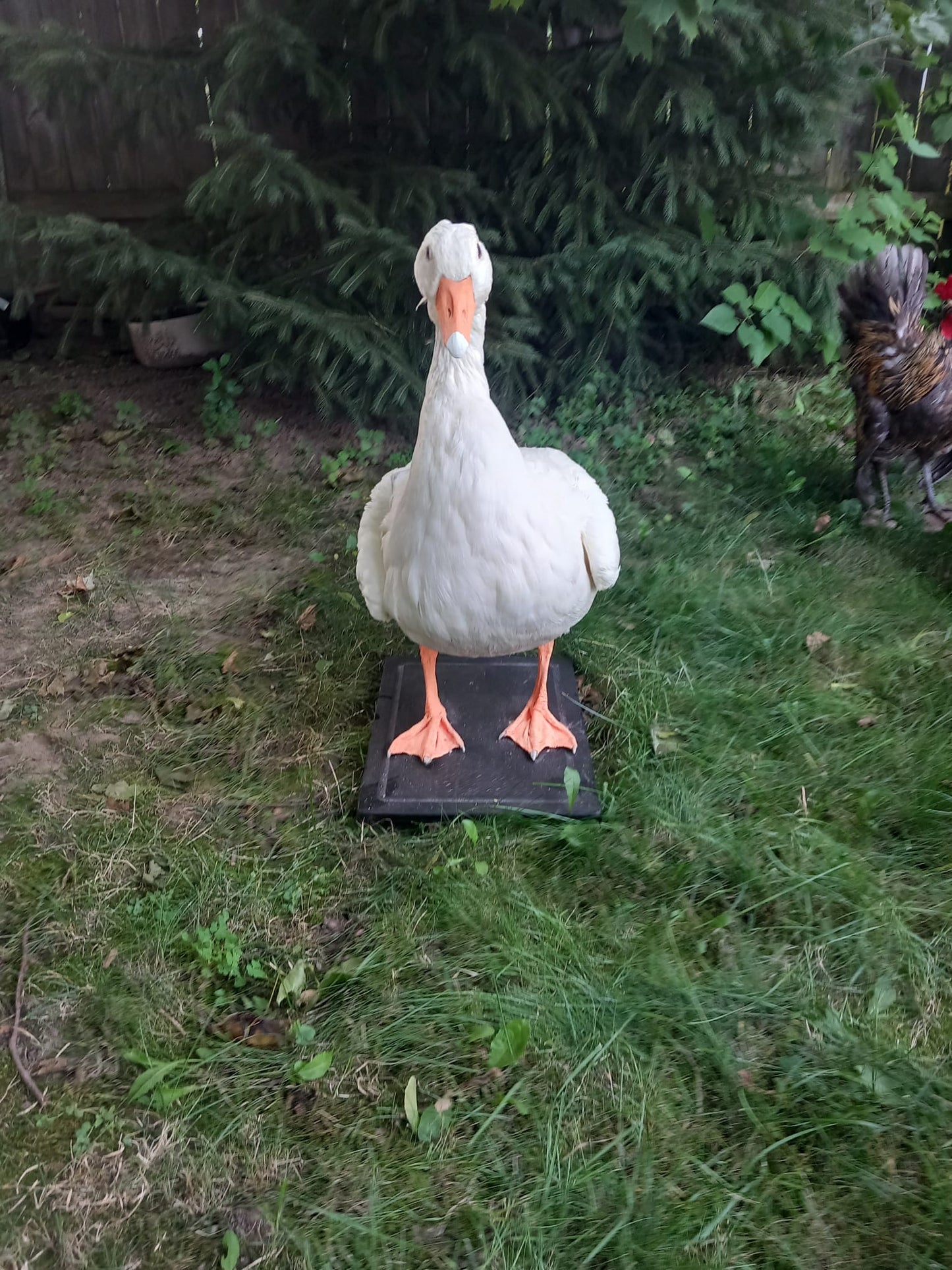 White goose taxidermy
