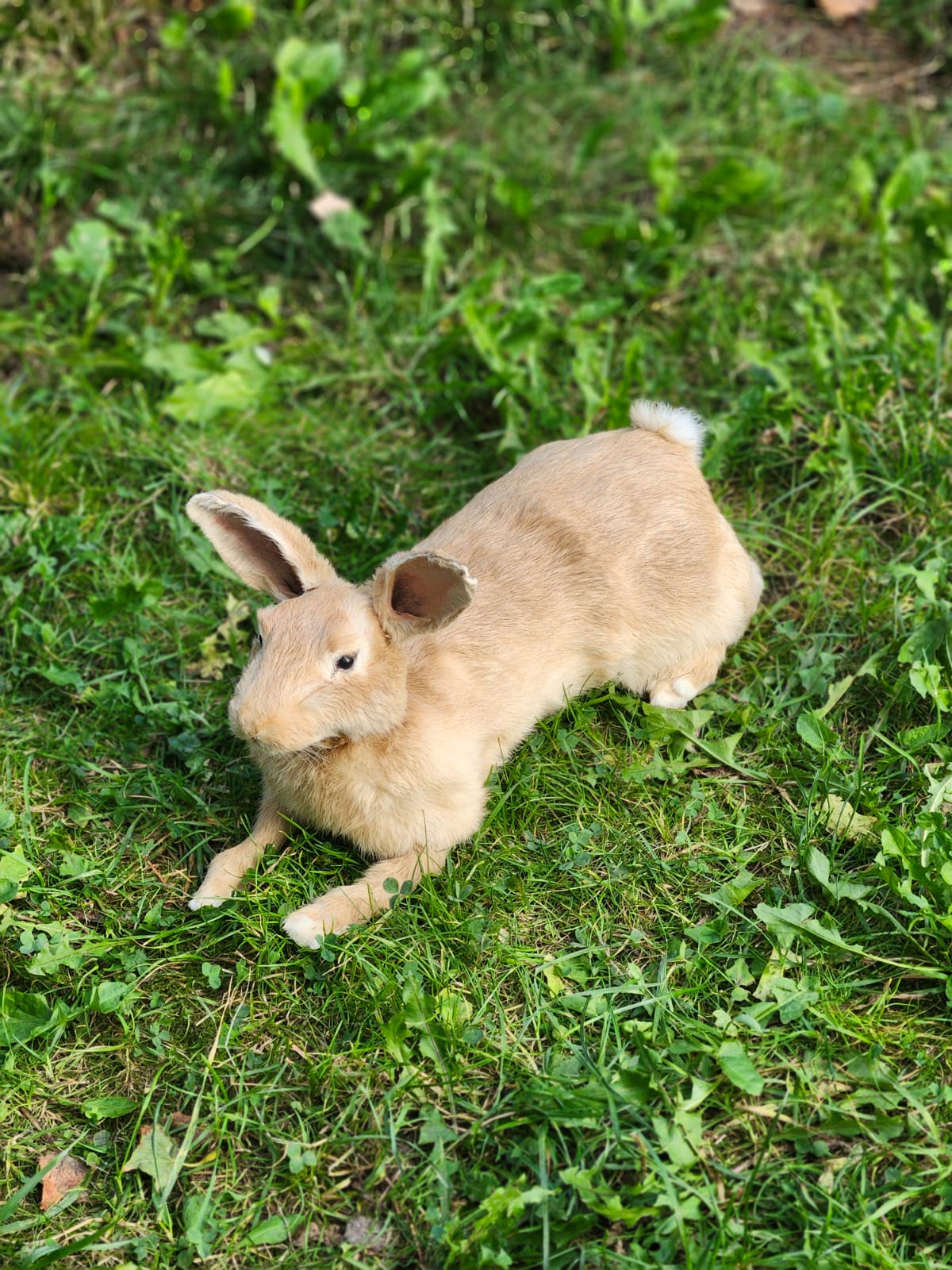 Fully posable soft mount brown orang rabbit taxidermy