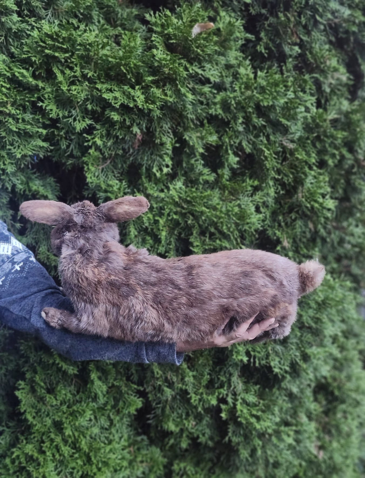 Fully Posable soft mount XXL rabbit taxidermy